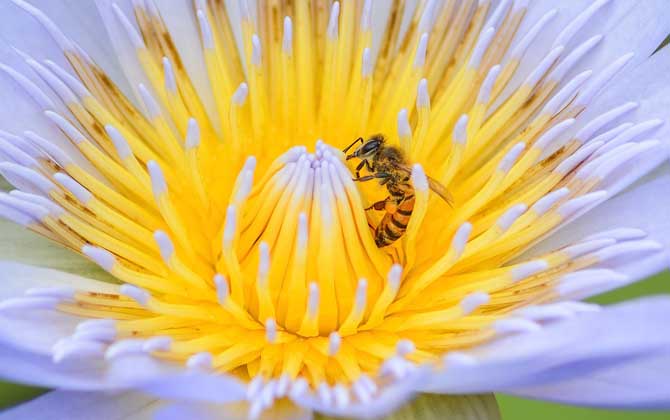 僵尸蜜蜂真的存在嗎? 僵尸蜜蜂