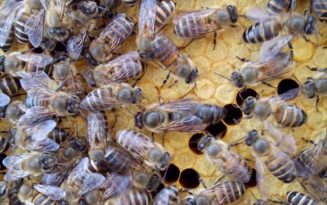 中華蜜蜂養(yǎng)殖技術(shù)視頻 ??-è?????????????ˉ