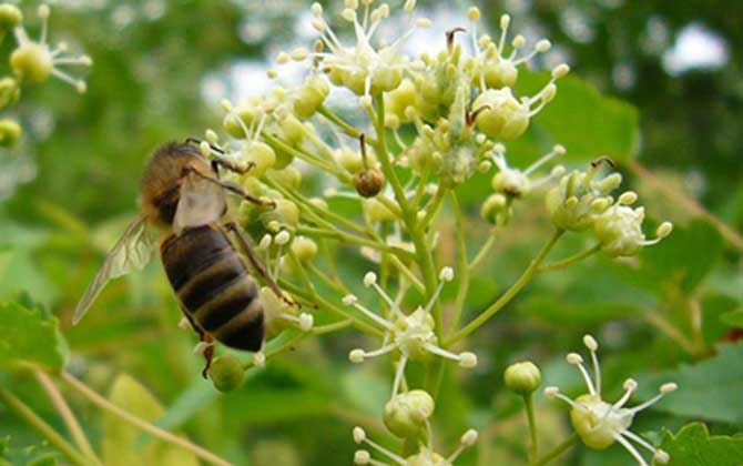 東北黑蜂 東北黑蜂