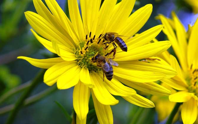 「基礎篇」蜜蜂的初步認識 蜜蜂