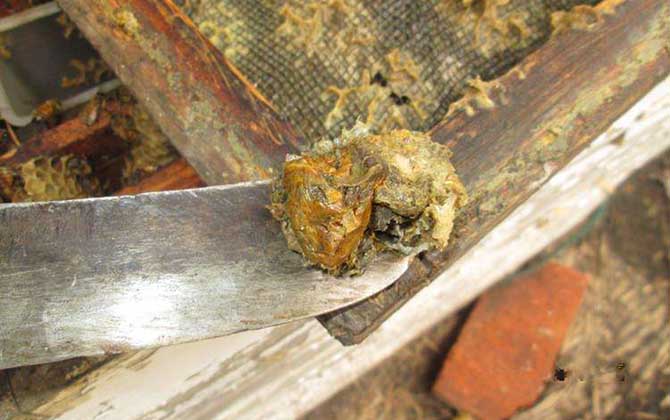 蜂膠的功效與作用及食用方法 蜂膠