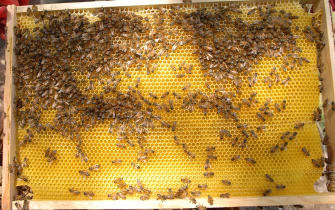 2021年養蜂有補貼嗎? 養蜂