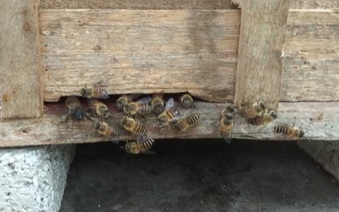 養一箱蜜蜂要多少成本? 養蜂成本