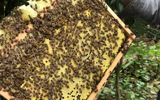 2021年中蜂多少錢一箱? 中蜂