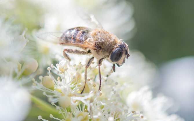 我國哪里的養蜂人最多? 養蜂