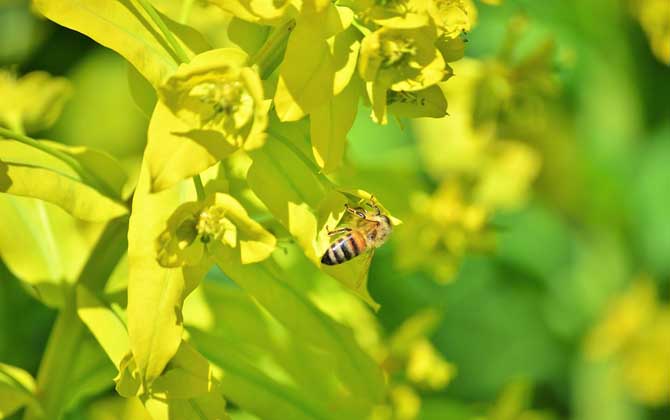 我國哪里的養蜂人最多? 養蜂