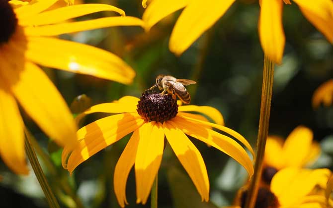 我國哪里的養蜂人最多? 養蜂