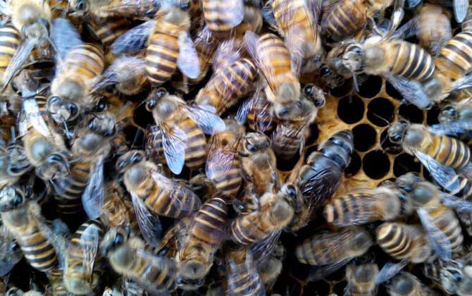 養(yǎng)蜂一年收入怎么樣? 養(yǎng)蜂