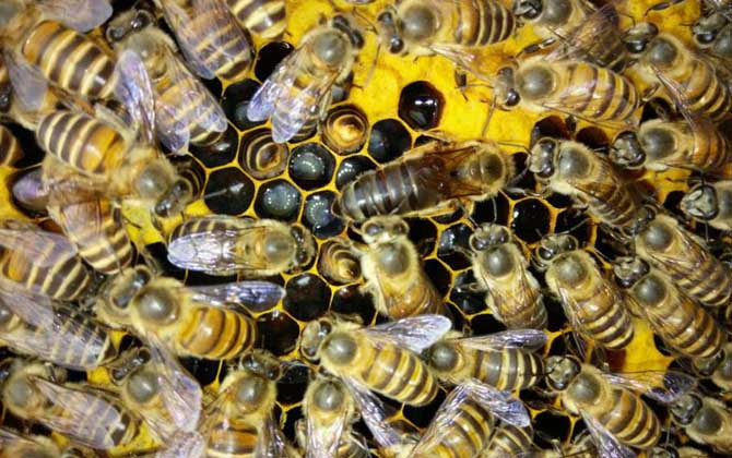 養(yǎng)蜂一年收入怎么樣? 養(yǎng)蜂