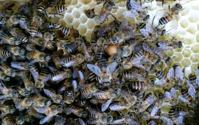 養(yǎng)蜂一年收入怎么樣? 養(yǎng)蜂