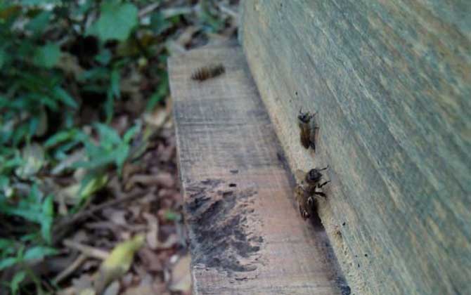 養40箱蜂一年賺多少錢? 養蜂