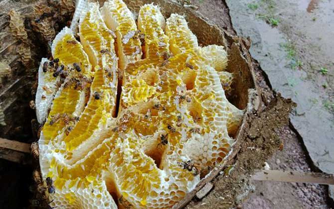 養40箱蜂一年賺多少錢? 養蜂