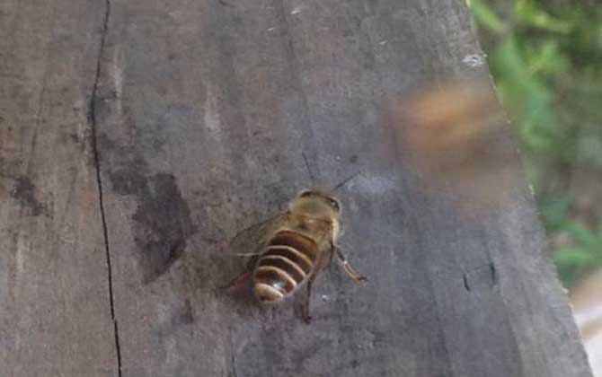 蜜蜂養殖100箱利潤有多少? 蜜蜂養殖