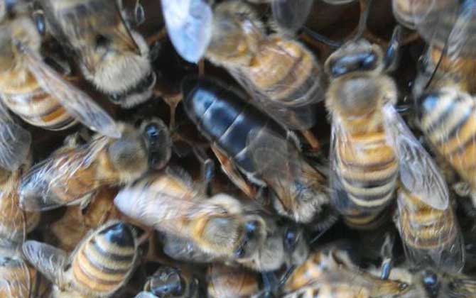 東北黑蜂有哪些優點? 東北黑蜂