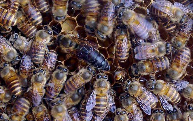 中蜂王品種及圖片大全 麻色種