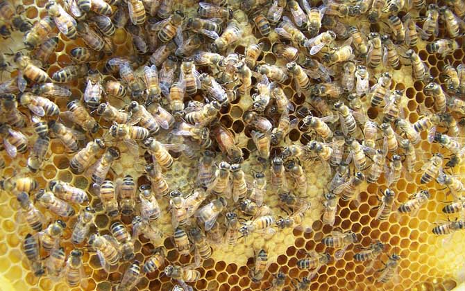 蜂王有什么特點? 蜂王