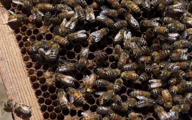 蜂王有什么特點? 蜂王