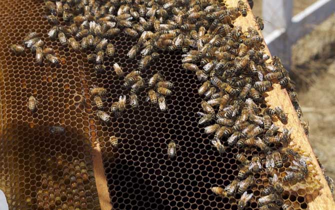 蜂王有什么特點? 蜂王