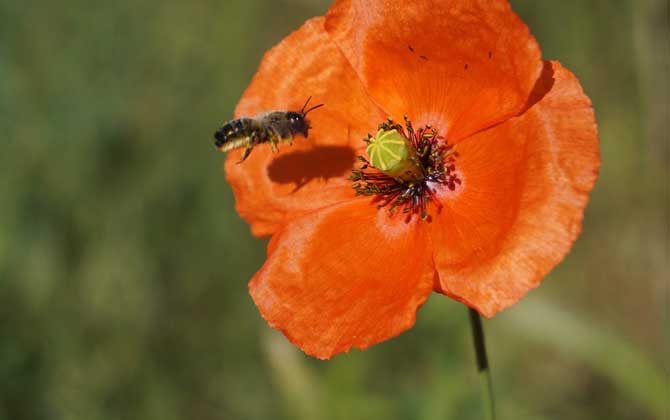 保育蜂、筑巢蜂、采蜜蜂的區(qū)別 工蜂