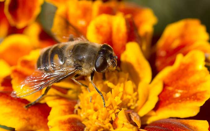 蜜蜂為什么要采水? 蜜蜂