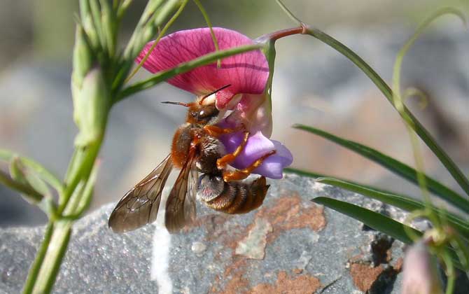 蜜蜂的采集范圍有多大? 蜜蜂