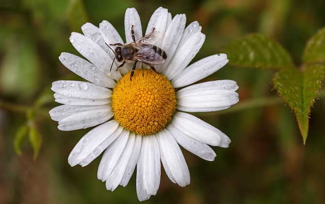 蜜蜂怕什么氣味會出巢? 蜜蜂怕什么氣味