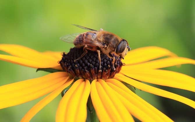 蜜蜂怕什么氣味會出巢? 蜜蜂怕什么氣味
