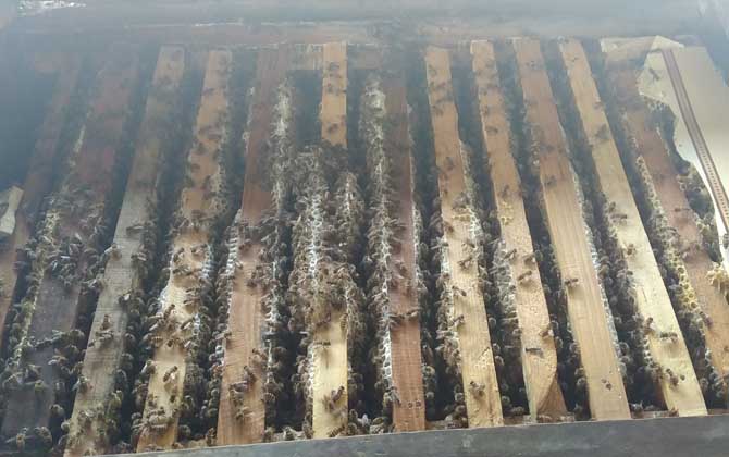 蜜蜂為什么會自然分蜂? 自然分蜂