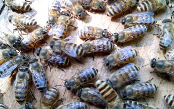 蜜蜂為什么會自然分蜂? 自然分蜂
