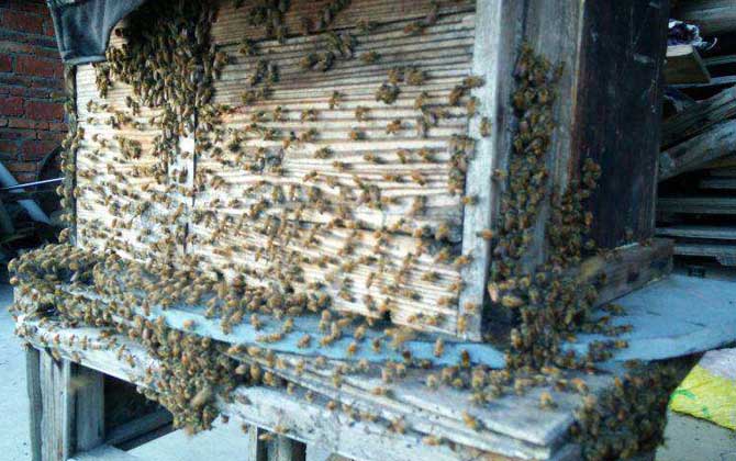 蜜蜂為什么會自然分蜂? 自然分蜂