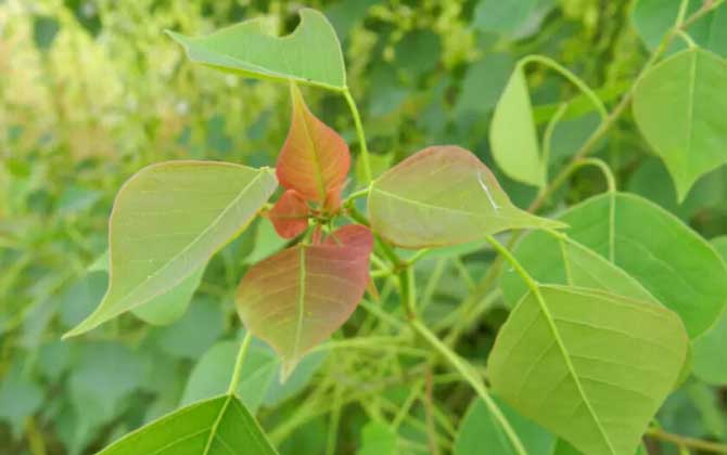 夏季有哪些蜜源植物? 烏桕