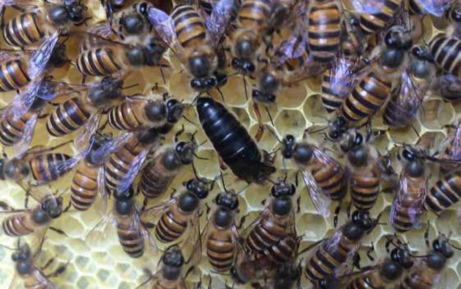 野蜜蜂是怎樣過冬的? 蜜蜂過冬