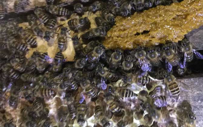 野蜜蜂是怎樣過冬的? 蜜蜂過冬