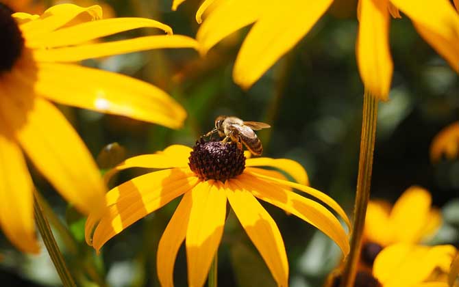 蜜蜂蜇人后為什么會死去? 蜜蜂