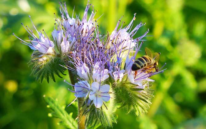 失王后工蜂會變成蜂王嗎? 工蜂