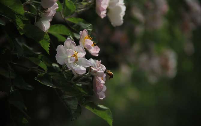 失王后工蜂會變成蜂王嗎? 工蜂