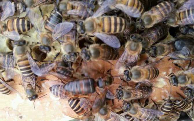 新手怎么才能養好蜜蜂? 新手養蜂