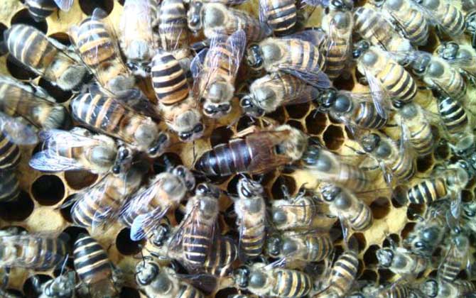 新手怎么才能養好蜜蜂? 新手養蜂