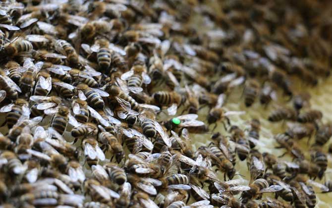 蜂王是公的還是母的? 蜂王