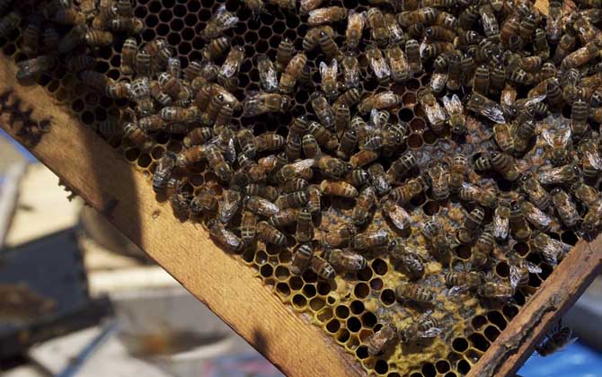 蜂王是公的還是母的? 蜂王