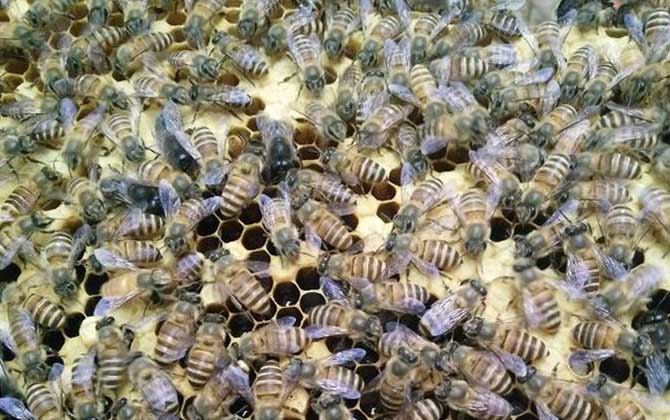 雄蜂是怎么發育來的? 雄蜂