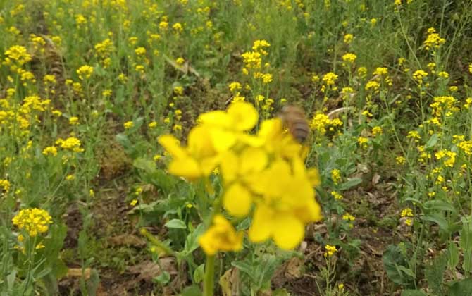 被蜜蜂蟄了不管可以嗎? 蜜蜂