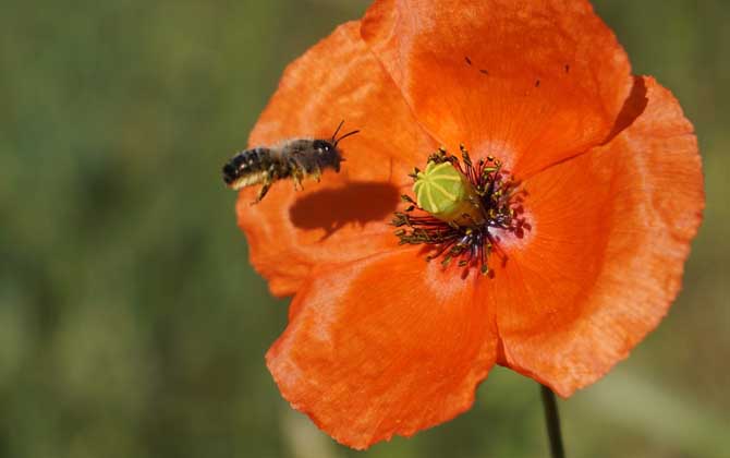 被蜜蜂蟄了不管可以嗎? 蜜蜂