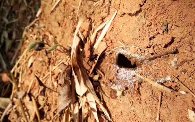 酸蜂(無刺蜂)是蜜蜂嗎? 酸蜂