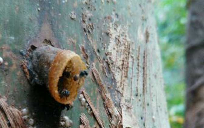 酸蜂(無刺蜂)是蜜蜂嗎? 酸蜂