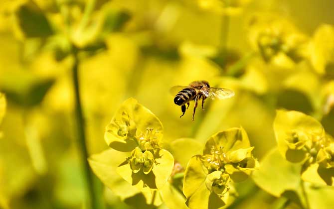 冬天蜜蜂還采花釀蜜嗎? 蜜蜂