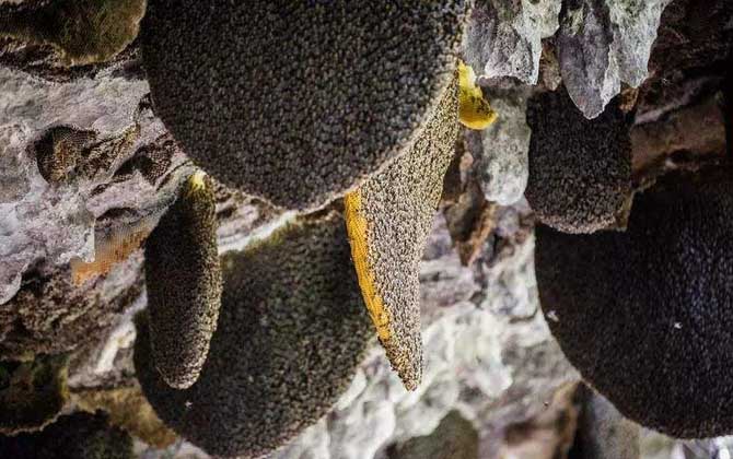 蜜蜂的種類及圖片大全 黑大蜜蜂