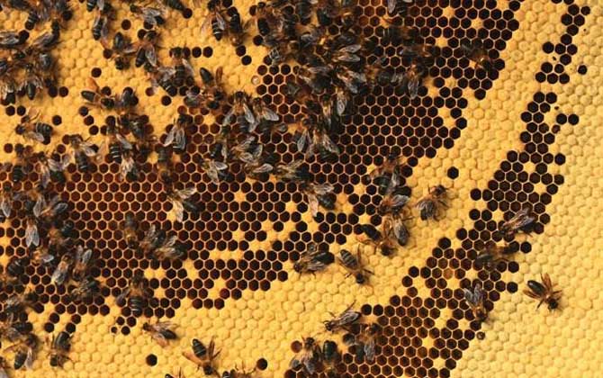 蜜蜂的種類及圖片大全 黑小蜜蜂