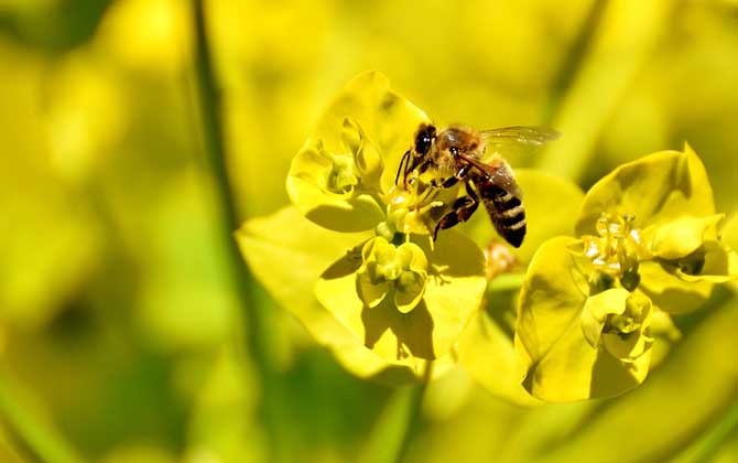 蜂類的品種及圖片大全 蜜蜂