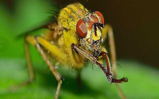 蜂類的品種及圖片大全 赤眼蜂